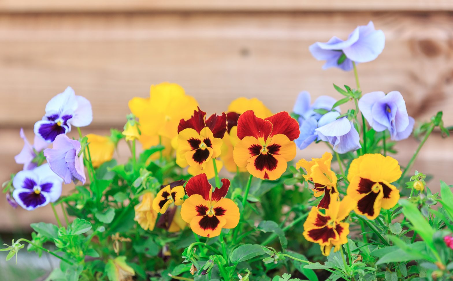 flowers