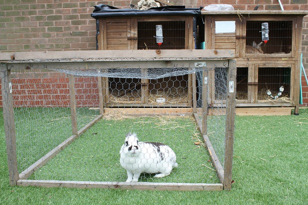 Rabbit in hutch