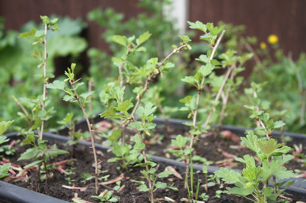 Blythe Bridge planting