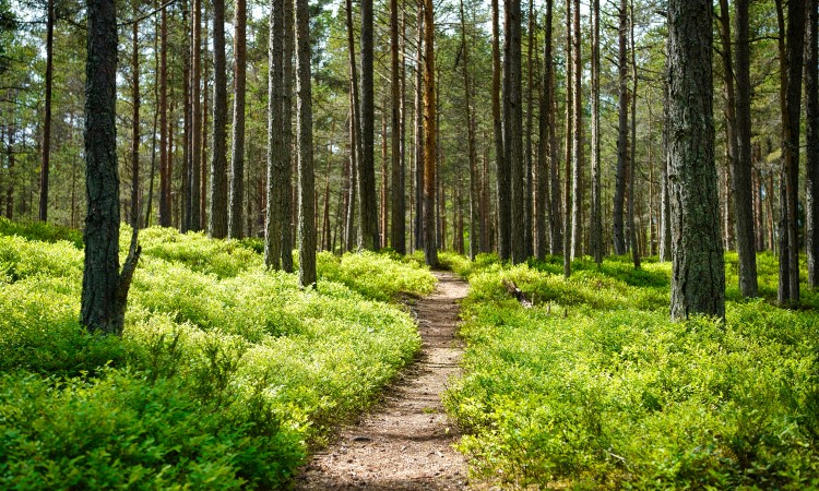 Trees and a path