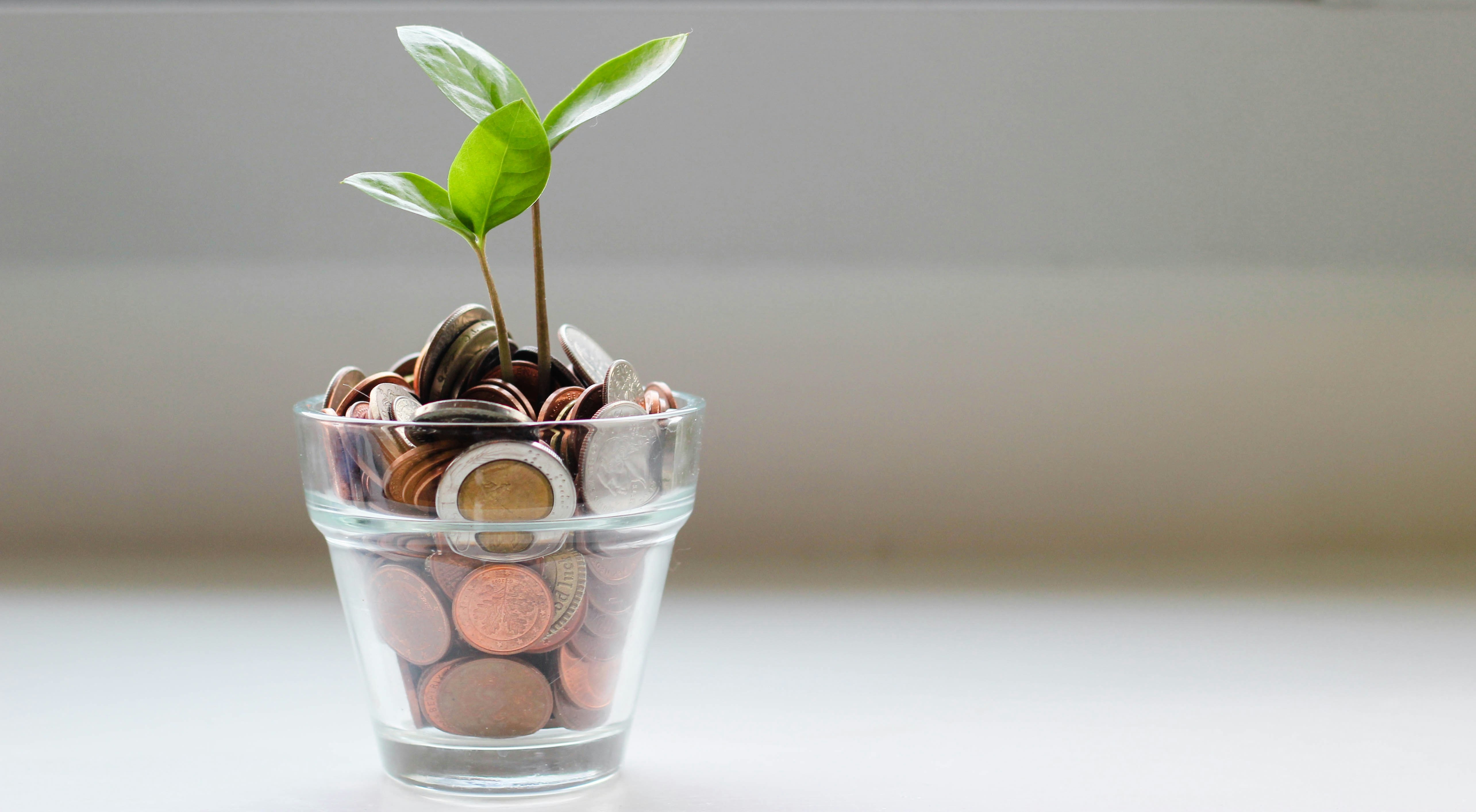 Coins and a plant in a pot